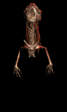 animations tirée de diablo 2